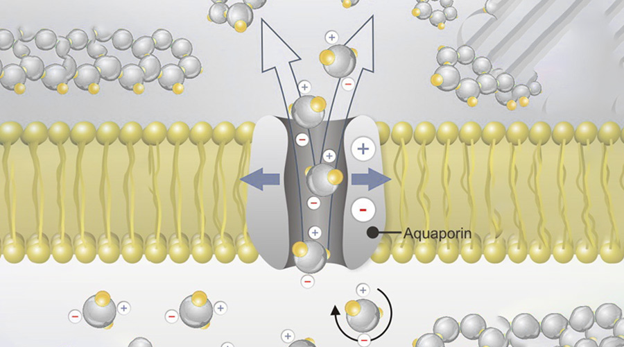 Aquaporin